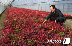 도심속 붉게 물드릴 남천