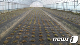 당진시 석문지역 민들레 재배농가의 당찬 도전