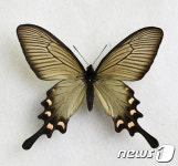 나비 박사와 예술가의 협업…나비야 이리 날아오너라 전