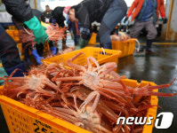 대게 풍년