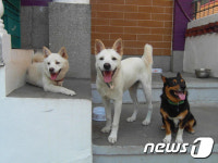 [뚱아저씨의 동행] 흰돌이와 흰순이가 선물한 제2의 삶