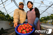 갓 수확한 겨울딸기 맛보세요