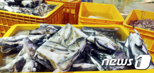 울산해경, 중국산 복어껍질 중량 부풀린 업체 검거