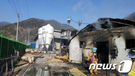 합천 돼지 우리 화재…큰 돼지 1200여 마리 불에 타
