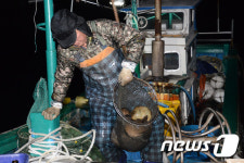 [화보]설연휴 잊은 어부들 만선을 기대하며