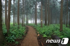 제주 붉은오름자연휴양림, 명품 숲속 야영장 조성
