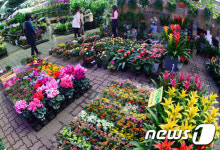 화훼시장 찾아온 봄 소식