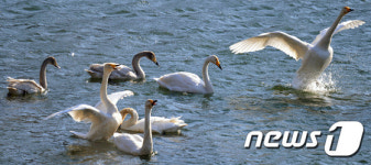 입춘 앞두고 기지개 펴는 고니들