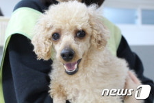 [뚱아저씨의 동행] 죽음 앞둔 유기견이 새 삶을 만나기까지