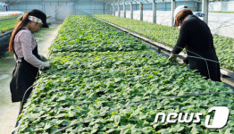 춘천에도 봄이 왔어요