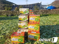 [풍경] 완도 청산도 봄동배추 수확 한창