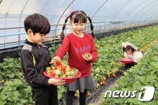 [포토] 달콤한 벌교 딸기 수확 한창…봄향기 물씬