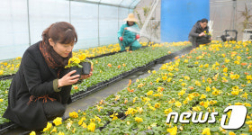 꽃망울 터트린 봄 전령사