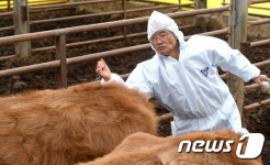 구제역 예방 백신 접종