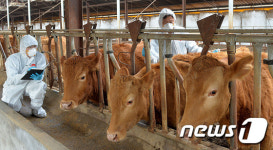 구제역 예방 접종 맞는 한우
