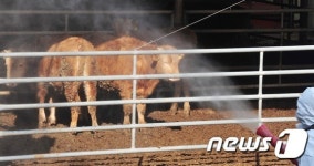 예상했던 대로 구제역 주변 농장 항체 형성률 ‘낙제점’ 