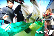 수족관으로 향하는 다이지 돌고래
