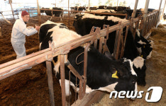 구제역 예방접종하는 수의사