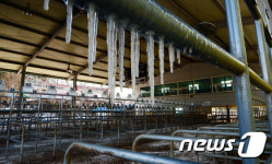 얼어붙은 우시장 구제역 여파