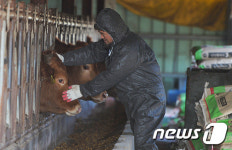 구제역 확산으로 깊어지는 농민 시름