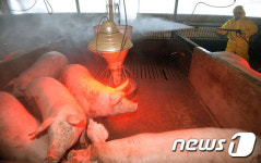 구제역 확산, 방역하는 돼지농장