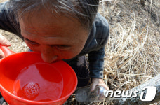 “거창 병곡 고로쇠 물맛 좋다”