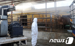 소 도축장 소독하는 방역대원