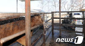 구제역 예방...소 도축장 소독