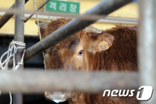 도축장에 나온 소