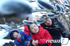 우수 앞두고 찾아온 버들강아지