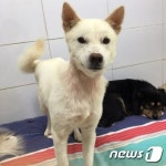 주인이 3층에서 던졌대요…지옥에서 살아남은 하얀둥이