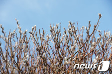 파란 하늘 아래 고개 내민 버들강아지