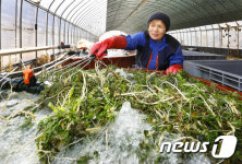노지 냉이 깨끗하게