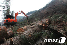 정선군, 소나무 재선충병 방제 총력