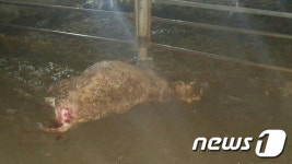 옥천서 들개 떼가 송아지 물어 죽여