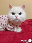 고양이 1마리, 7년간 37만마리 새끼를 낳는다면?