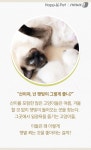 [펫카드] 고양이는 햇빛을 좋아한다냥~