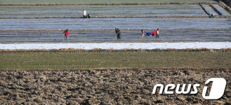 양파 잎 손질로 분주한 창촌마을