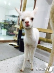 [펫스쿨] 한국에 온 알파카들의 행동심리 치료기①