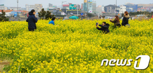 유채꽃 활짝 핀 서귀포
