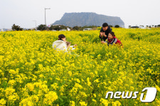 [화보] 제주의 봄을 만끽하세요…서귀포 유채꽃 활짝