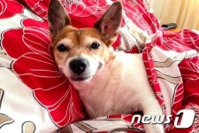 세상에서 가장 활짝 웃는 SNS 스타 강아지