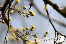 완연한 봄날씨 산수유 꽃봉오리