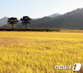 꽃향기 만끽하며 힐링… 하동 꽃 향연 가보자