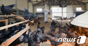 AI 방역하는 오계농장