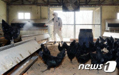 AI 재확산으로 논산 천년기념물 오계(烏鷄)농원 비상