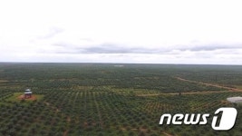 포스코대우, 인니서 팜오일 양산 돌입…2030년 연 17만톤 목표