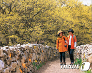 이천 백사산수유꽃축제 내달 7~9일 개최