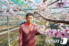 “봄이 왔네!”…영동 비닐하우스 ‘복숭아꽃’ 활짝