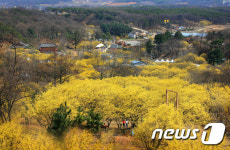 AI 재확산 비상…의성 산수유축제·연축제 취소·연기